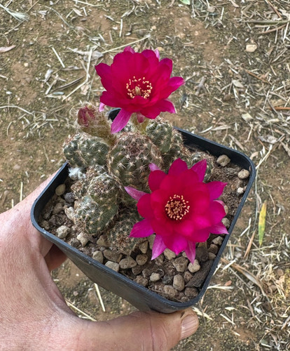 Chamaelobivia paolinae - chamaelobivia,