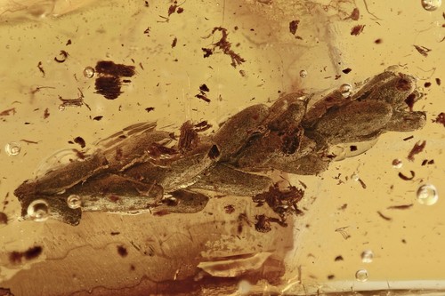 Bel cipresso lungo - , thuja