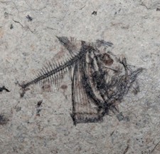 Argyropelecus cosmovicii -