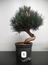 Bonsai pino nero - Pinus