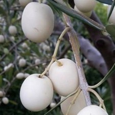 Pianta ulivo bianco - pianta, di