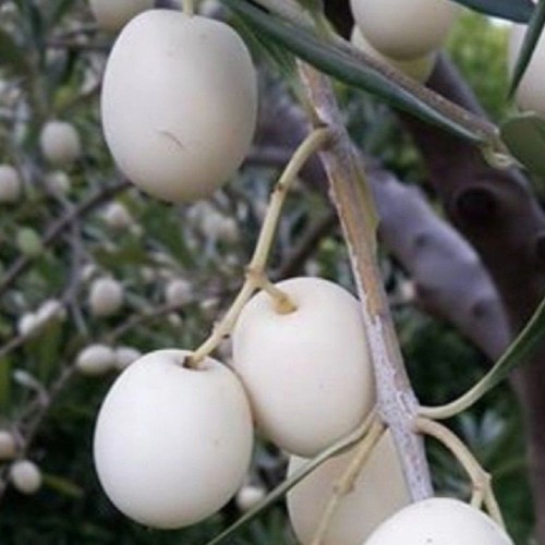 Pianta ulivo bianco - di,