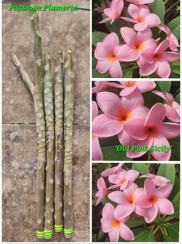 Talea plumeria - talea, di
