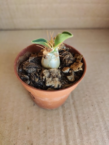 Pachypodium namaquanum - pachypodium,