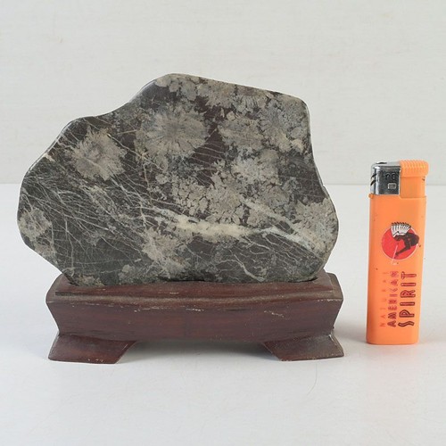 Pietra crisantemo suiseki - pietra,