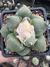 1pc Rare Cacti plant