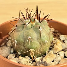 Copiapoa cinerea ,  pot 6,5 cm