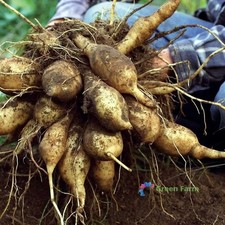 100 semi Smallanthus
