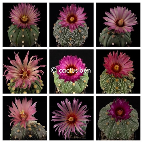 Semi grano astrophytum - 30,