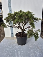 Pianta vera juniperus - pianta,