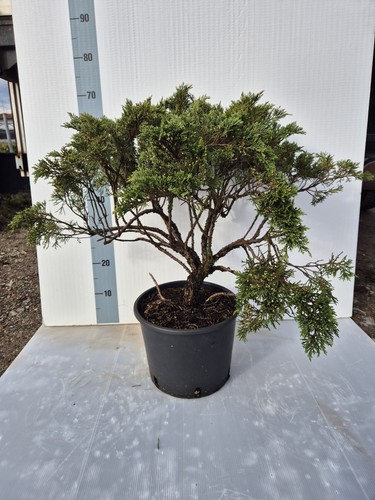 Pianta vera juniperus - pianta, di