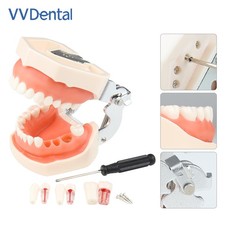 Modello denti 28/32 per studio