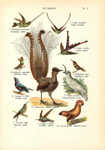 Stampa antica uccelli colibri - stampa,
