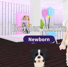 Border Collie Adopt Me Pet