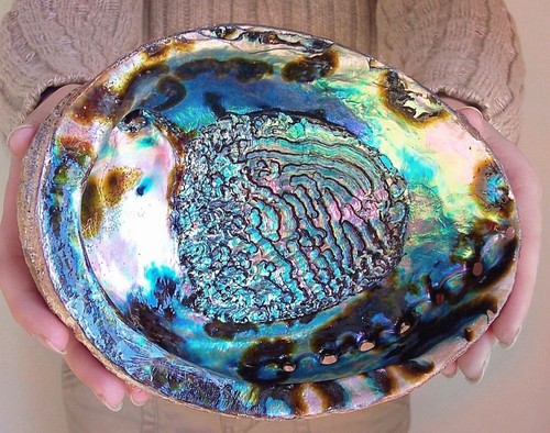 Abalone shell lucido paua - shell,