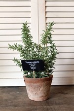 Pianta finta timo invecchiato