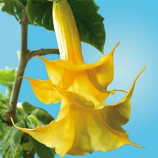 Brugmansia aurea, Datura