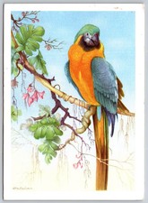 Ararauna Blue and Gold Macaw