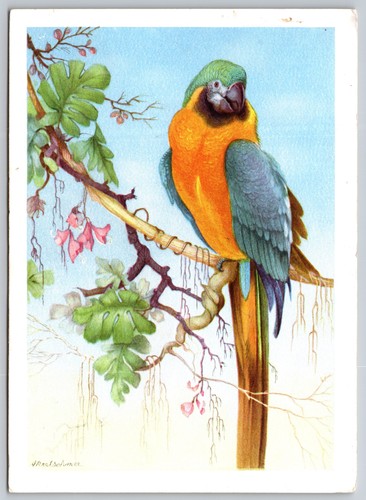 Cartolina ararauna blu oro - blu,