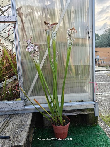 Sarracenia leucophylla - -,