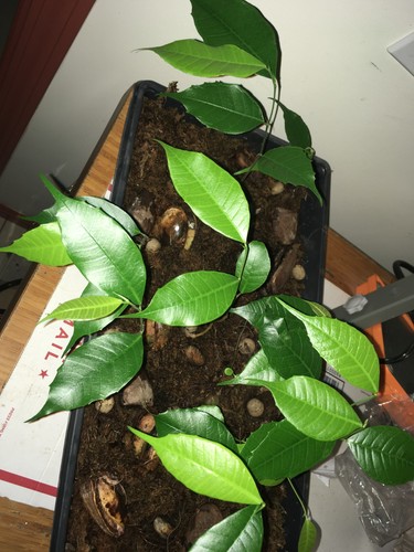 Semi brosimum alicastrum - semi, di