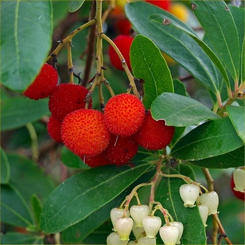 Semi arbutus unedo - di,