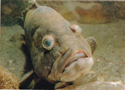 Merou musee oceanographique - musee, de