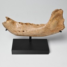 Giovane orso delle caverne