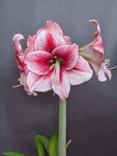 Hippeastrum Maestro x