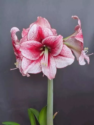 Hippeastrum maestro self - maestro, x