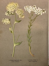 Incisione su legno piante