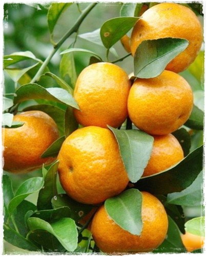 Pianta mandarino citrus - di,