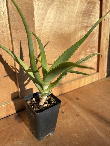 Aloe arborescens - aloe,