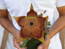 Edithcolea Grandis Cactus -B