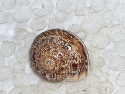 Marmorana serpentina woooooow - serpentina,