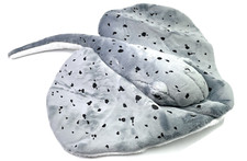 Spine Razza Grande Platt Pesce