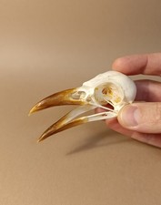 Taxidermy, Cabinet De