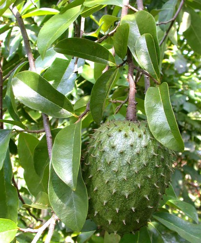 Semi annona muricata - di,