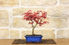 Bonsai di  Acero Palmato Deshojo giapponese in vaso rettangolare