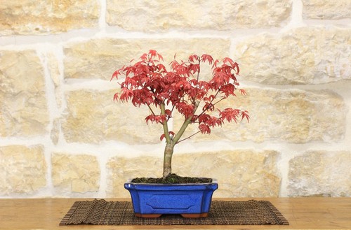 Bonsai acero palmato - di,