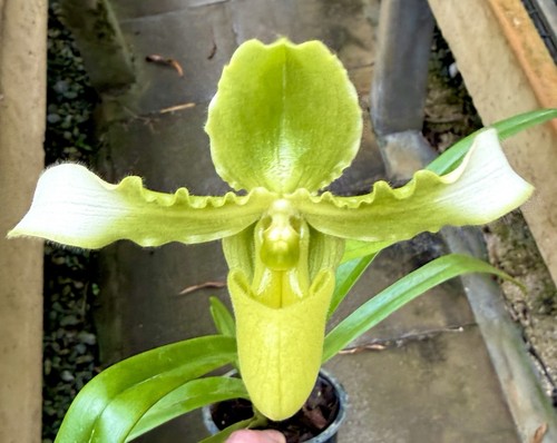 Paphiopedilum specie