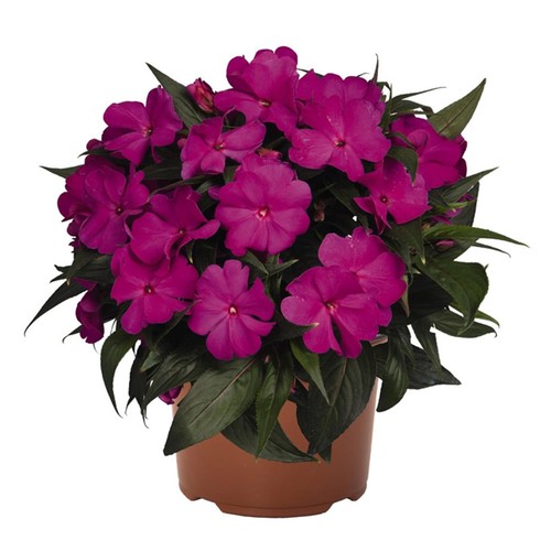 Sunpatiens viola esterno o - sunpatiens,
