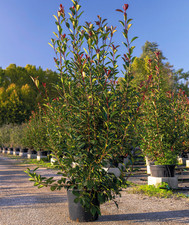 Fotinia photinia fraseri - "photinia, x