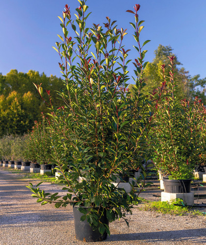 Fotinia photinia fraseri - fotinia, "photinia