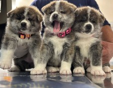 cuccioli tigrati di akita inu