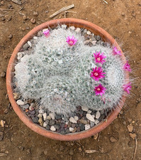 Mammillaria hahniana cactus - hahniana,