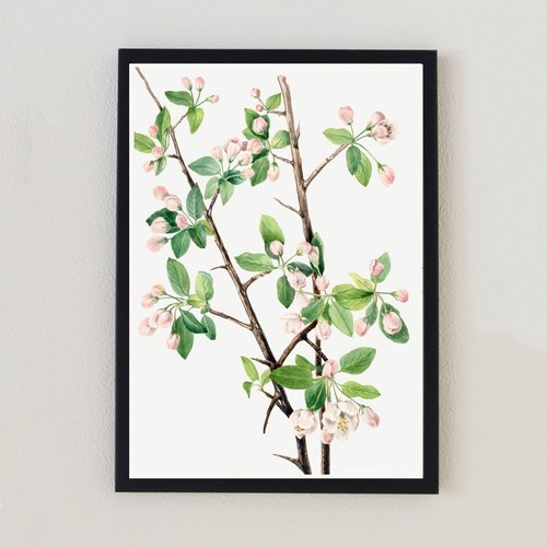 Illustrazione botanica vintage