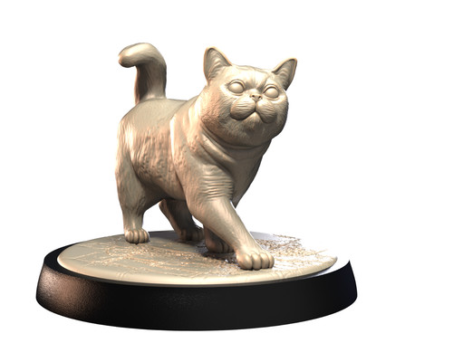 British shorthair pose - 2, |