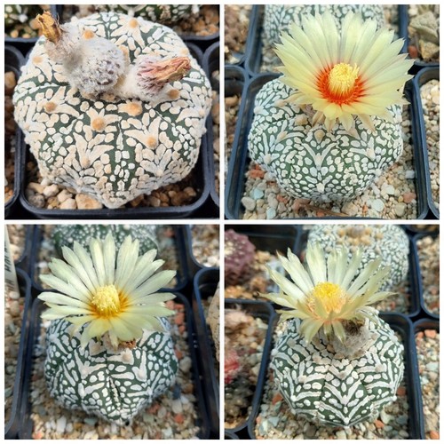 Astrophytum asterias super - astrophytum, 'super