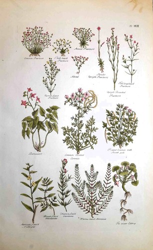 Stampa antica botanica erbario - stampa,